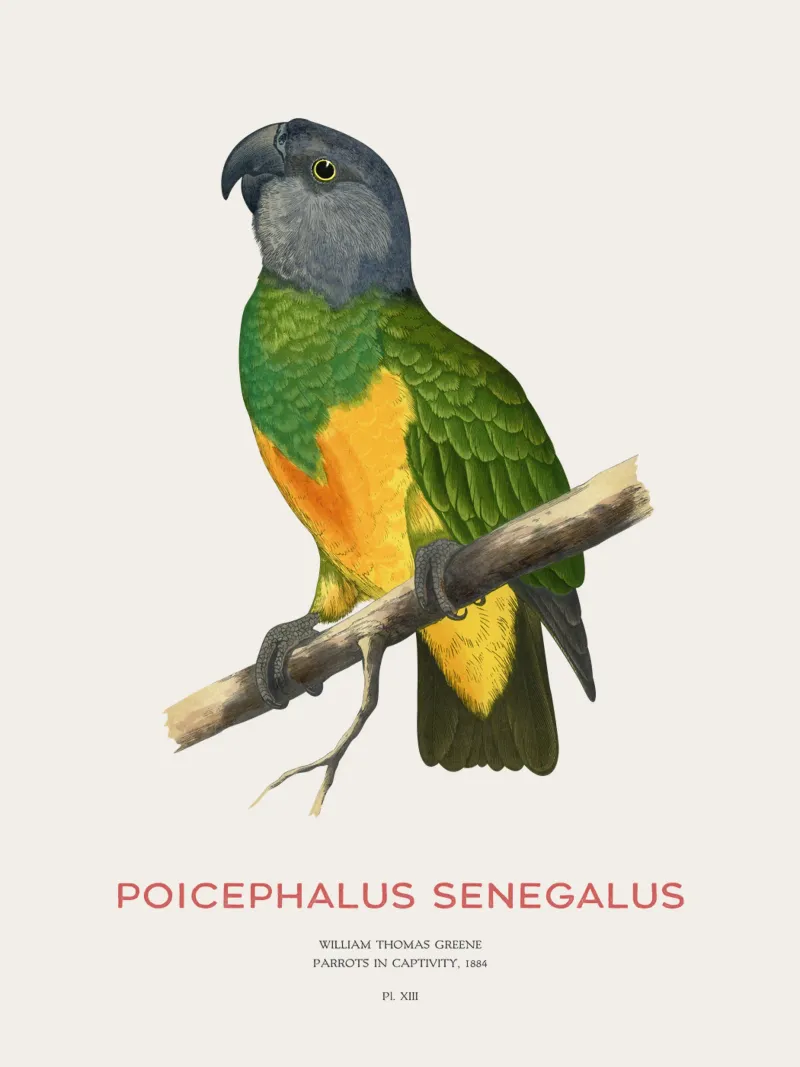 Poicephalus senegalus oder Senegalpapagei Hahnemühle von Vintagrafica