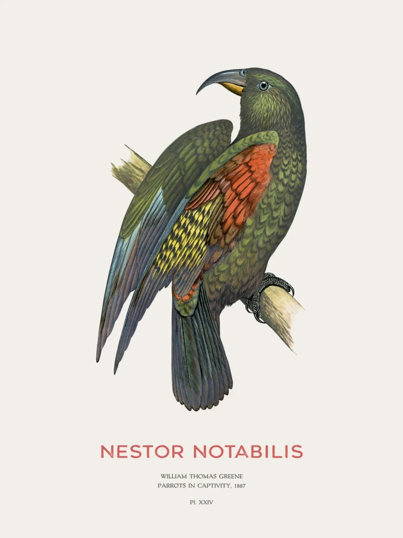 Kea o Nestor notabilis tela da Vintagrafica