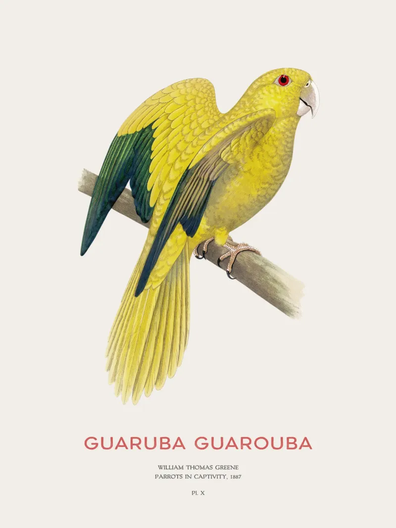 Goldsittich oder Guaruba guarouba Hahnemühle von Vintagrafica