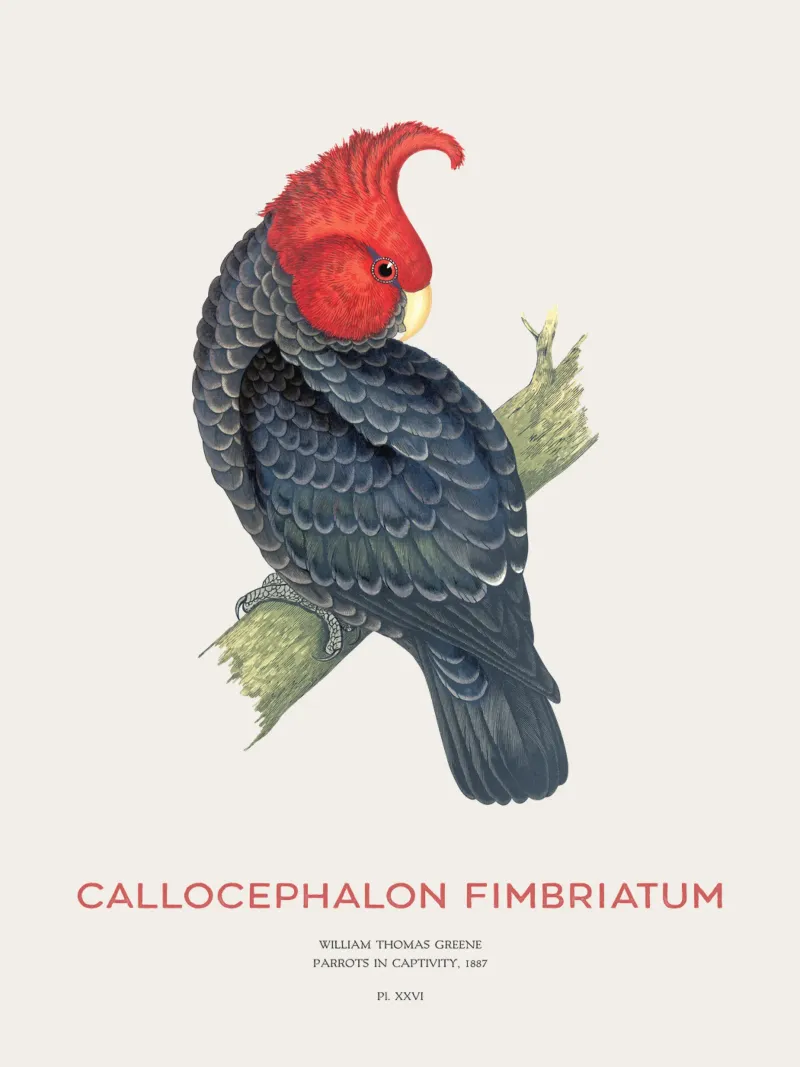 Gang-Kakadu oder Callocephalon fimbriatum Hahnemühle von Vintagrafica