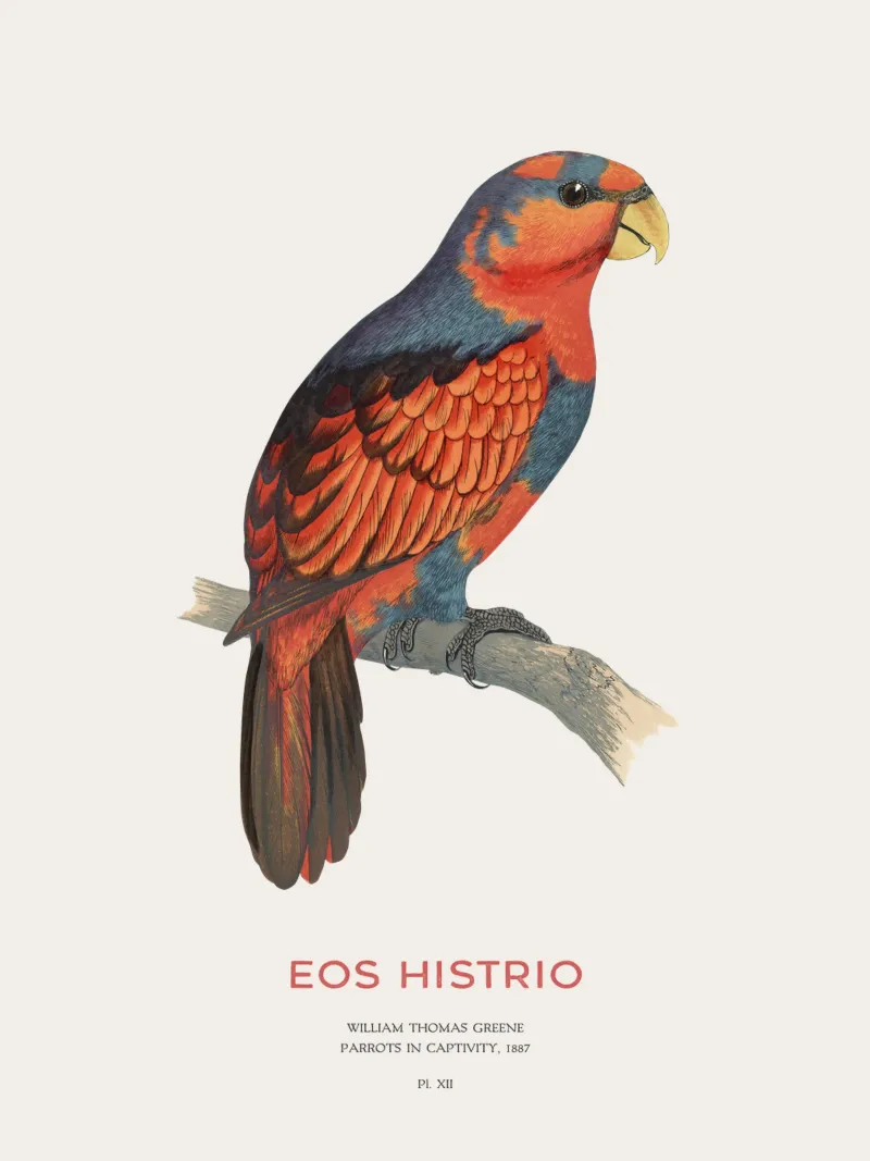 Rotblauer Lori oder Eos histrio Hahnemühle von Vintagrafica