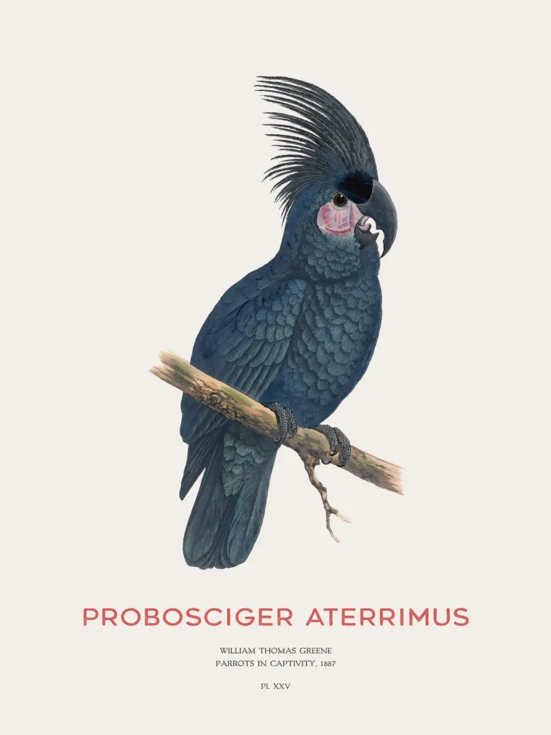 Cacatua delle palme o Probosciger aterrimus pellicola backlit da Vintagrafica