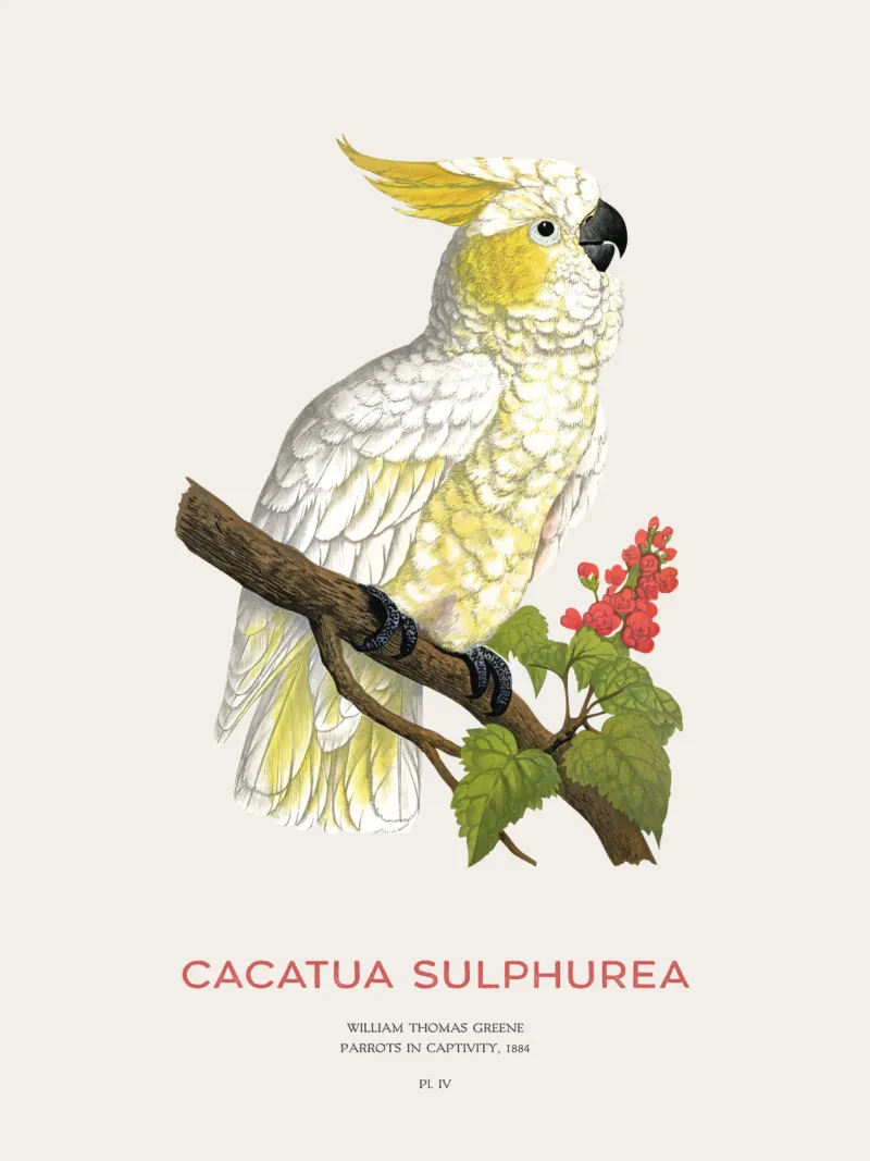 Cacatua dal ciuffo giallo o Cacatua sulphurea tela da Vintagrafica