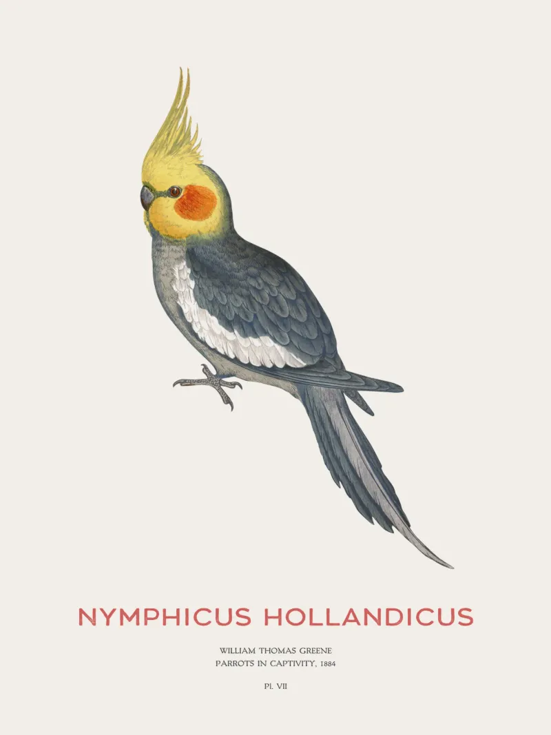 Cacatua o Nymphicus hollandicus pellicola backlit da Vintagrafica