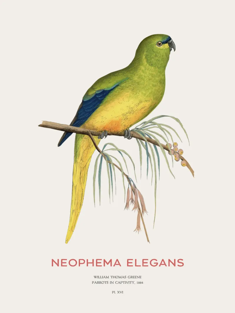 Pappagallo elegante o Neophema elegans pellicola backlit da Vintagrafica