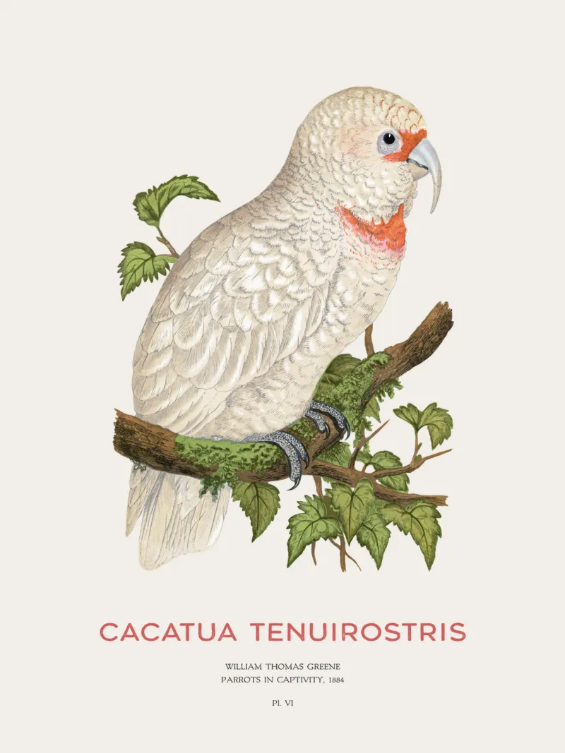 Langschnabelkakadu oder Cacatua tenuirostris Hahnemühle von Vintagrafica