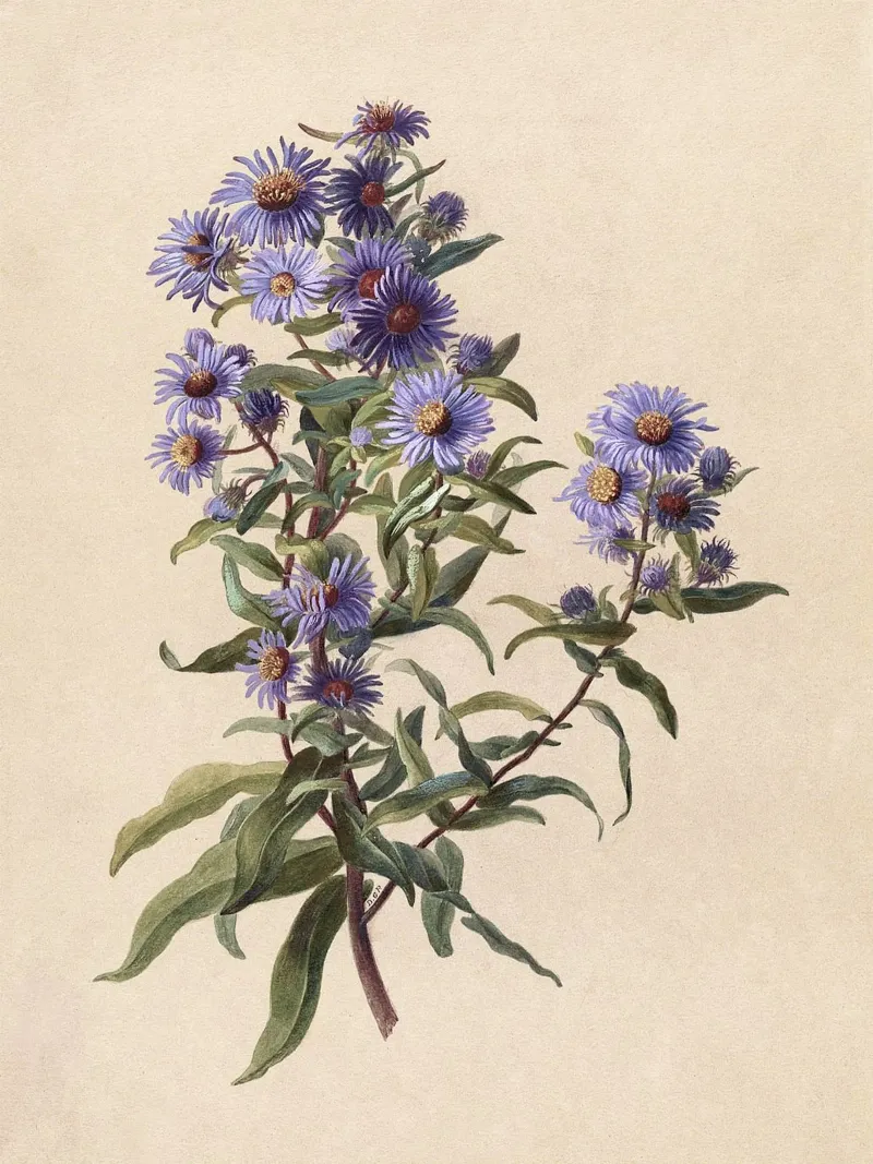 Purple Aster poster with aluminum frame by apoloprints