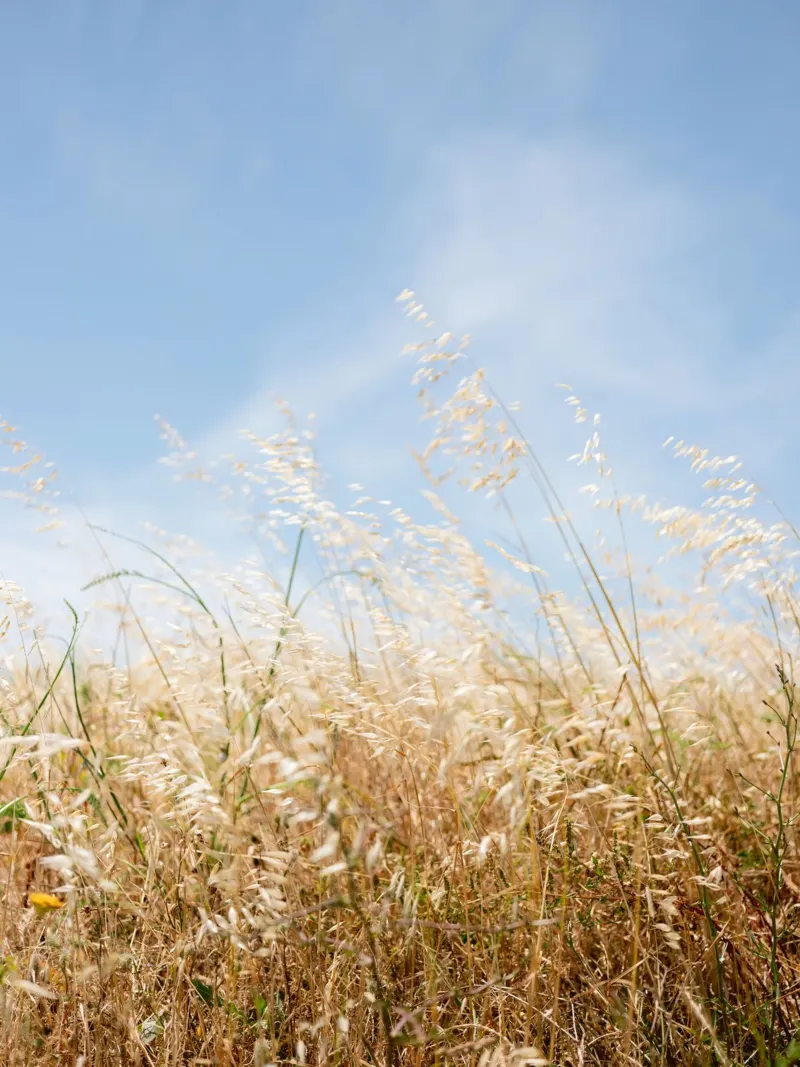 Dancing Grasses of Portugal pellicola backlit da Raisa Zwart Photography
