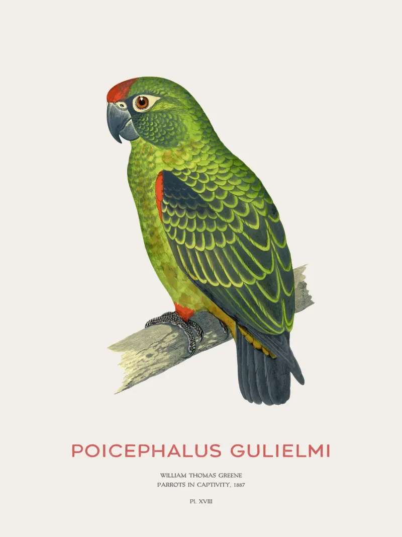 Pappagallo dalla fronte rossa o Poicephalus gulielmi carta hahnemühle da Vintagrafica