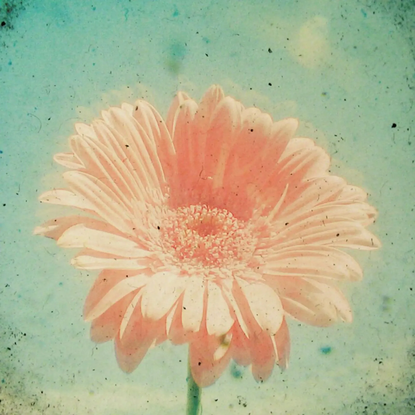Gerbera pellicola backlit da Cassia Beck Photography