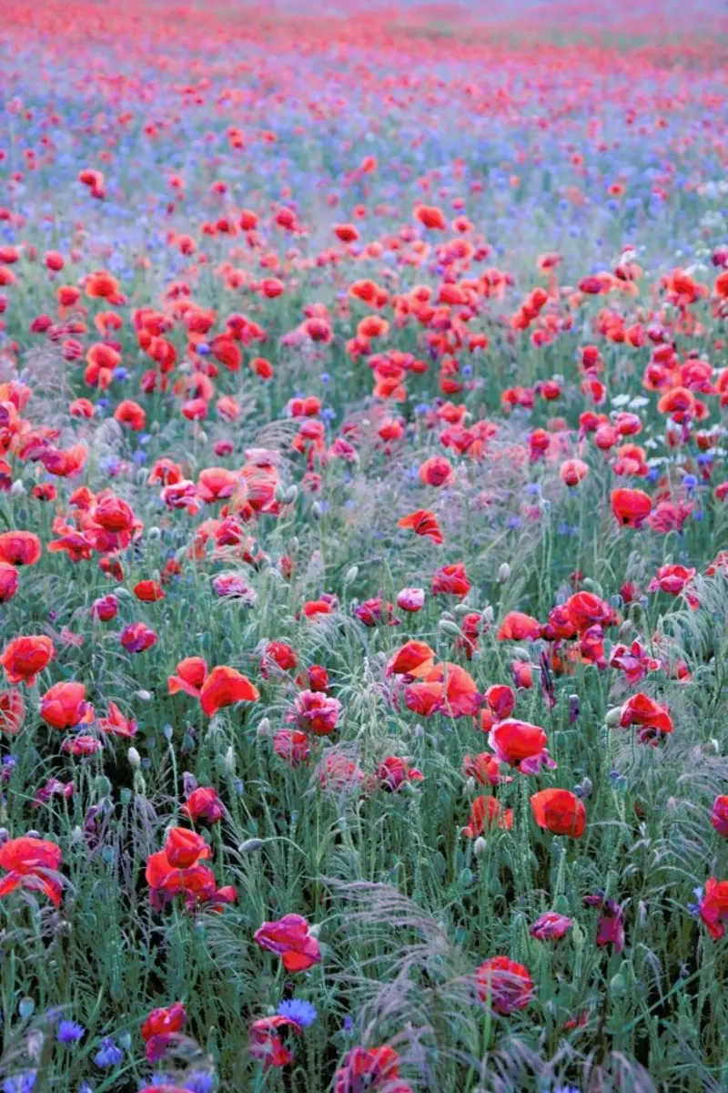 Poppy Seed Heaven pellicola backlit da Studio Nahili