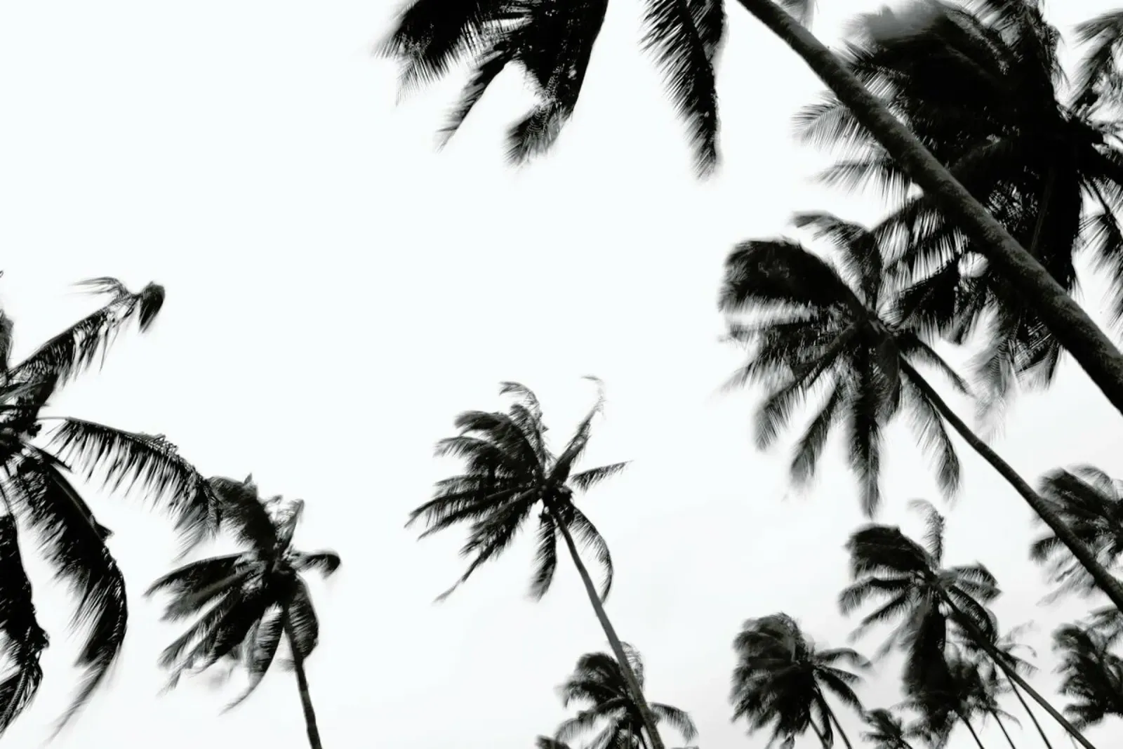 Pemba Palms pellicola backlit da Shot By Clint