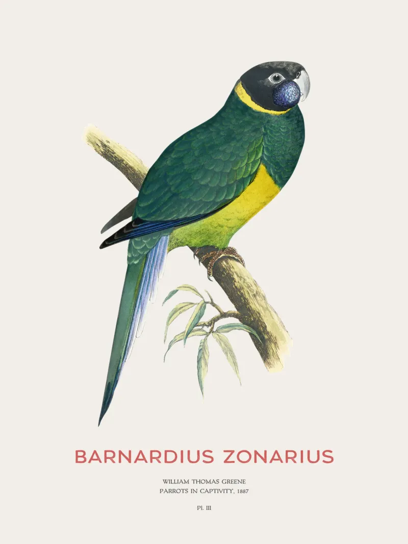 Ringneck australiano o Barnardius zonarius carta hahnemühle da Vintagrafica