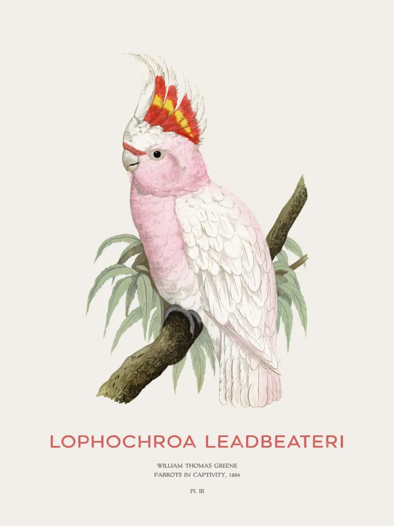 Cacatua rosa o Lophochroa leadbeateri pellicola backlit da Vintagrafica