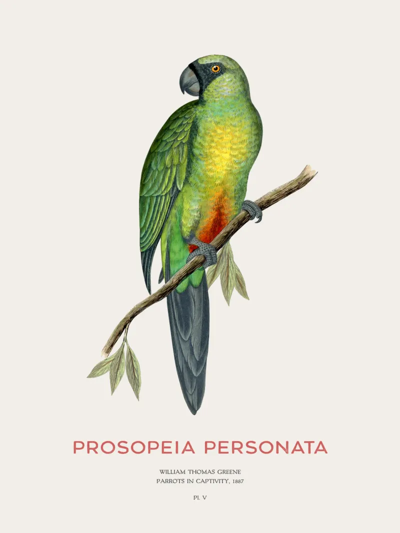 Pappagallo splendente mascherato o Prosopeia personata carta hahnemühle da Vintagrafica