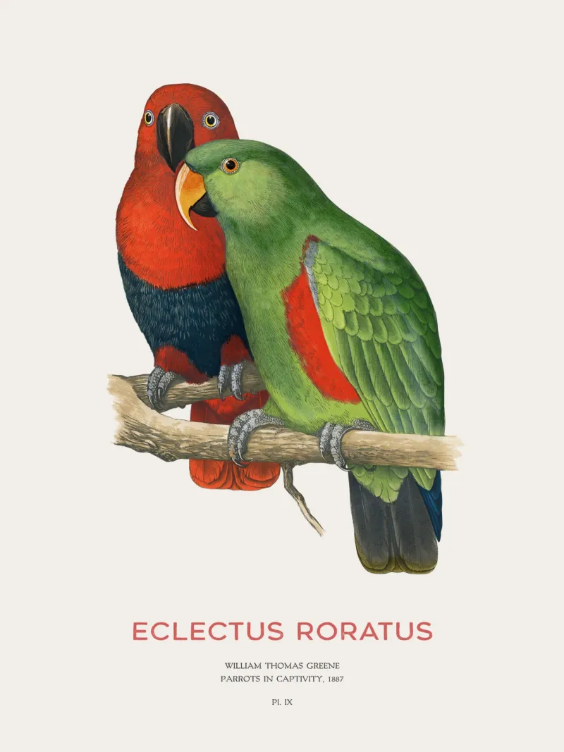 Ecletto delle Molucche o Eclectus roratus pellicola backlit da Vintagrafica